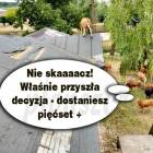 Fotka nr 5 z 15