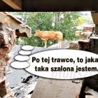 Fotka nr 1 z 15