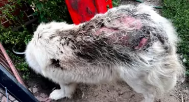Zżerany przez tysiące larw - interwencja w sprawie owczarka podhalańskiego