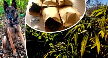 Rico pomógł namierzyć plantację konopii w gminie Sochocin